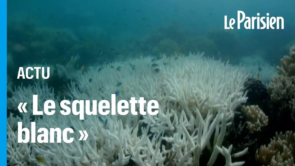 Australie la Grande Barrière de Corail subit un nouvel épisode de