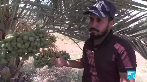 Annexion en Cisjordanie : à la rencontre des Palestiniens de la Vallée du Jourdain menacés