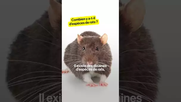 Combien y a-t-il d'espèces de rats ?