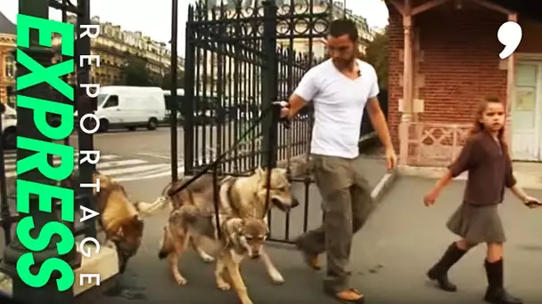 Des loups en ville