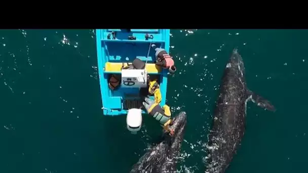 Mexique : les baleines grises et les touristes de retour