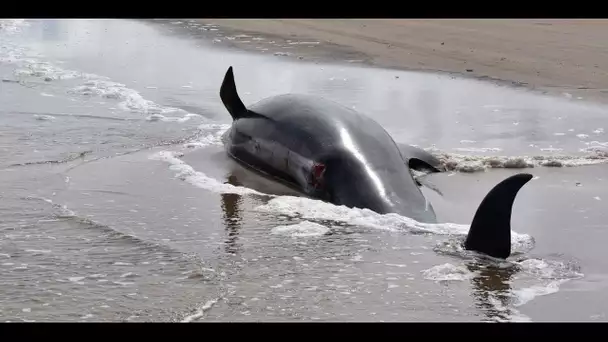 Yémen : des pêcheurs pourraient devenir multimillionnaires grâce à du vomi... de baleine