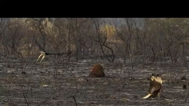 Brésil : un parc naturel ravagé par un incendie