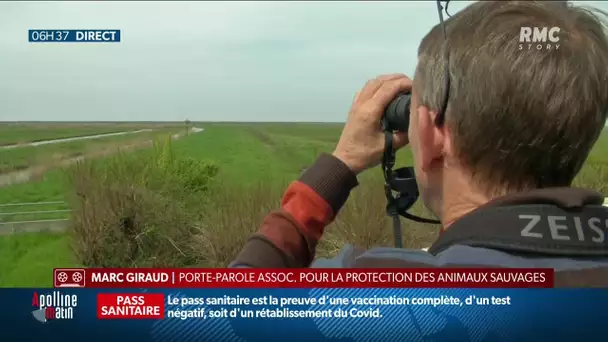 Le Conseil d'Etat interdit les chasses traditionnelles d'oiseaux