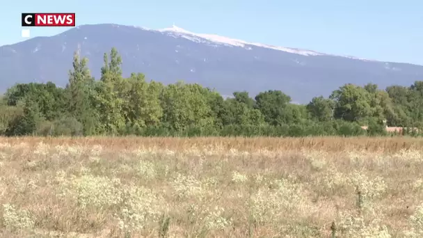 Pénurie de truffes : la sécheresse paralyse les rendements