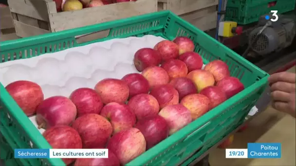 Sécheresse : les pommiers ont soif