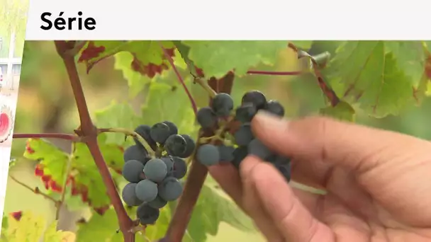 Vendanges 2020 : dans l'AOC Chinon on vendange uniquement à la main (épisode 01/04)