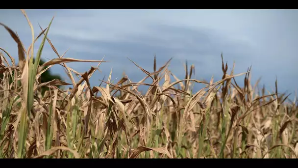 Canicule, quelles conséquences pour l’agriculture ?