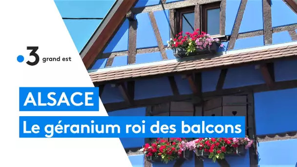 Le géranium, roi des balcons