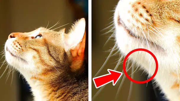 40 Faits Fascinants sur les Chats Pour les Aimer Encore Plus