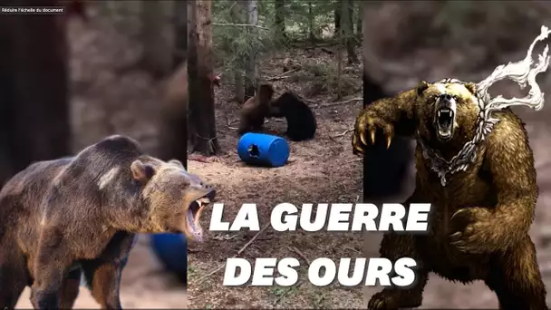 Un chasseur filme deux ours se battant pour défendre leur ourson