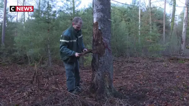 20 ans après la tempête Lothar, les forêts alsaciennes renaissent doucement