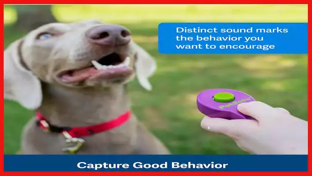 PetSafe Clik-R Dog Training Clicker - Positive Behavior Reinforcer for Pets - All Ages, Puppy