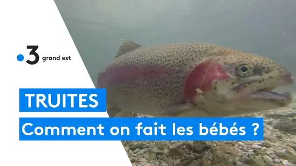 Le mode de reproduction des truites en pisciculture