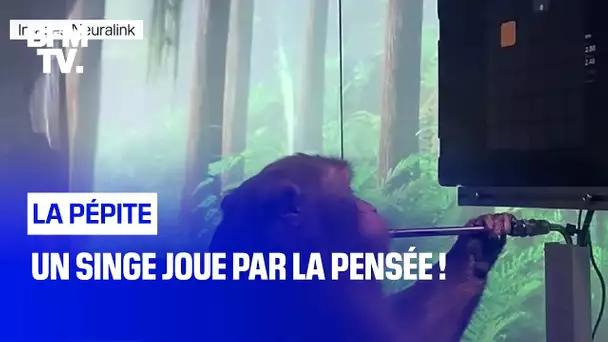 Un singe joue par la pensée !