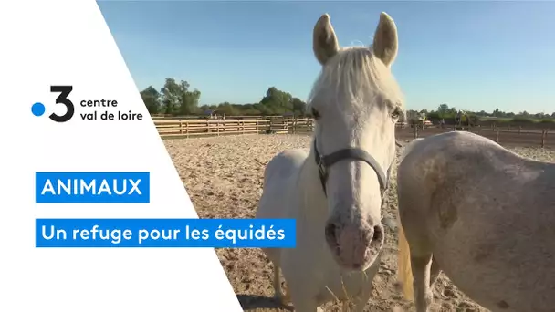 Chevaux, ânes, poney : un refuge pour les équidés dans le Berry