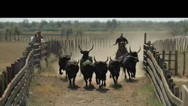 Caractères de Camargue • FRANCE 24