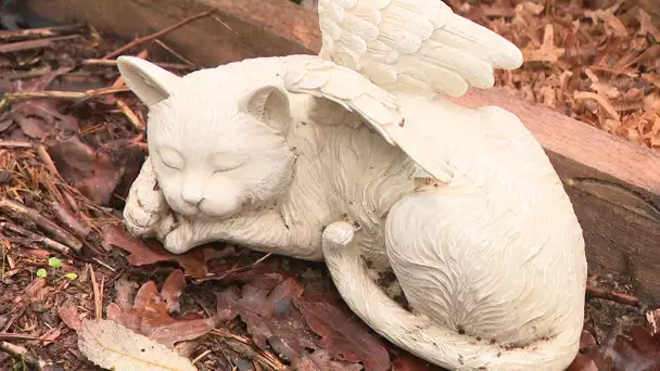 Toussaint : un cimetière animalier dans les bois