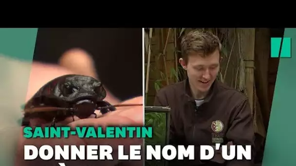 Ce zoo propose de nommer un cafard avec le nom de votre ex pour la Saint-Valentin