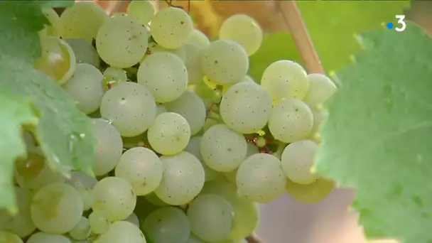 CHABLIS VIGNES AVANT VENDANGES