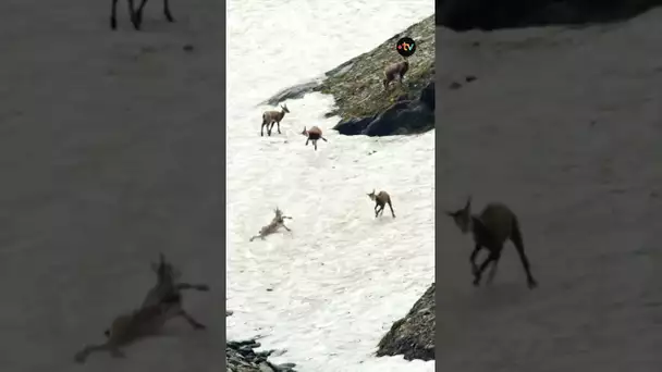 Cours de danse pour les jeunes chamois - ZAPPING SAUVAGE  #animaux #chamois