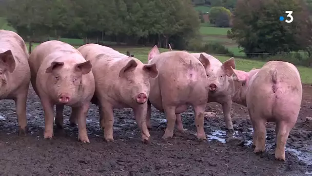 Le porc plein air du Morvan