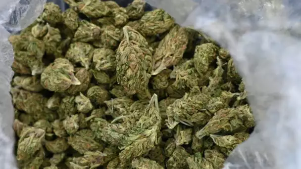 Au moins 70 kg de cannabis découverts chez le maire d'Avallon dans l'Yonne