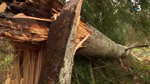 Tempête Ciara : les dégâts en Franche-Comté