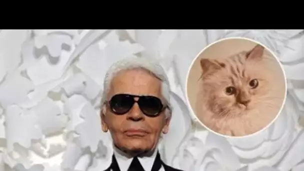 Karl Lagerfled : sa chatte Choupette star d'une vente aux enchères