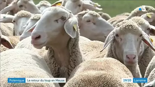 Un comité loup mis en place en Meuse après de nouvelles attaques