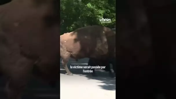 Une mère de famille grièvement blessée après avoir été attaquée par les loups au zoo de Thoiry