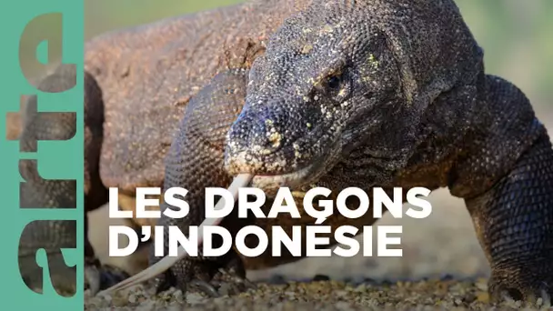 Le dragon de Komodo  | GEO Reportage | ARTE Family