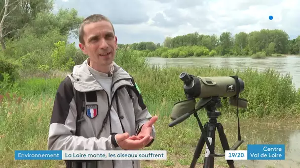 La Loire : "les sternes qui nichent dans le sol ne pourront pas faire de ponte de remplacement"