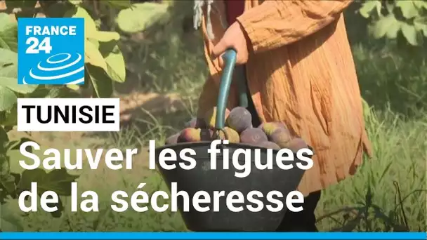 Tunisie : des "jardins suspendus" résistent à la sécheresse pour sauver les figues de Djebba