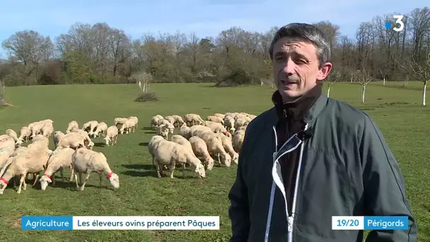 Avant Pâques, coup de projecteur sur l'élevage d'agneaux