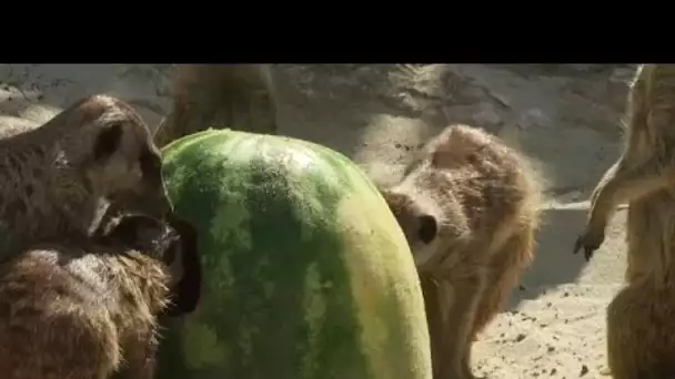 Au zoo de Rome, des fruits glacés contre la canicule