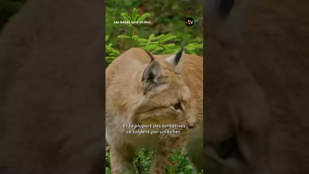 Pour chasser, ce lynx fait un spectaculaire bond de 8 mètres !  #animaux #lynx #francetv