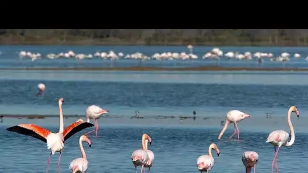 Changement climatique : la Camargue menacée par la montée des eaux