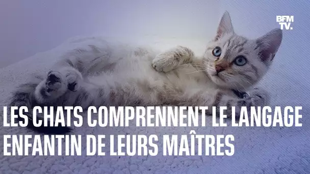 D'après une étude, les chats comprennent le langage enfantin de leurs maîtres