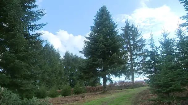 Noël 2019 : le sapin de Noël de l’Elysée a été coupé dans le Morvan