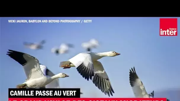 Le grand voyage des oiseaux migrateurs