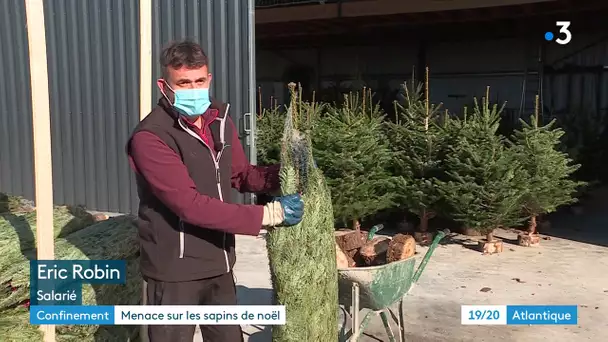 Sapins de Noël : les grossistes en difficulté à Rochefort