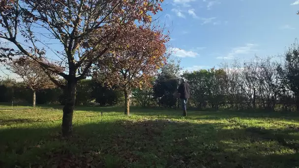 La Mothe-Saint-Héray (79) : la récolte de truffes se fait attendre