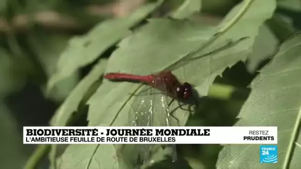 Journée mondiale de la biodiversité : l'ambitieuse feuille de route de Bruxelles