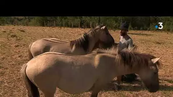 La belle histoire : des chevaux pour entretenir les paysages de la vallée de la Loue