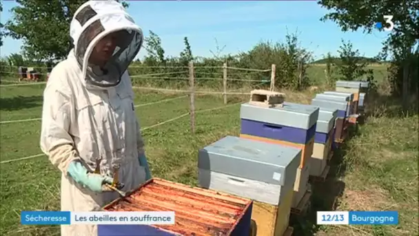 Sécheresse : les abeilles souffrent et la production de miel s’annonce faible