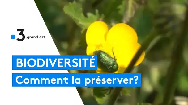 Environnement : des solutions pour sauver la biodiversité