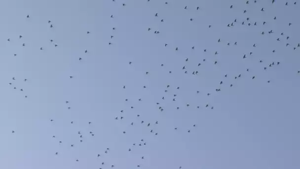 Pays basque : des milliers de palombes observées au dessus d'Urrugne