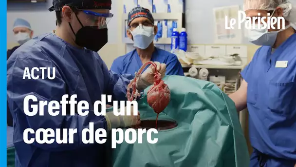 Etats-Unis : des chirurgiens greffent le cœur d’un porc sur un humain, une première mondiale