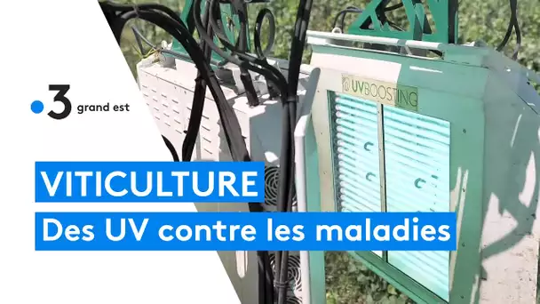 UV Boosting, des panneaux ultraviolets pour lutter contre les maladies de la vigne